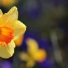 Narcisa roža