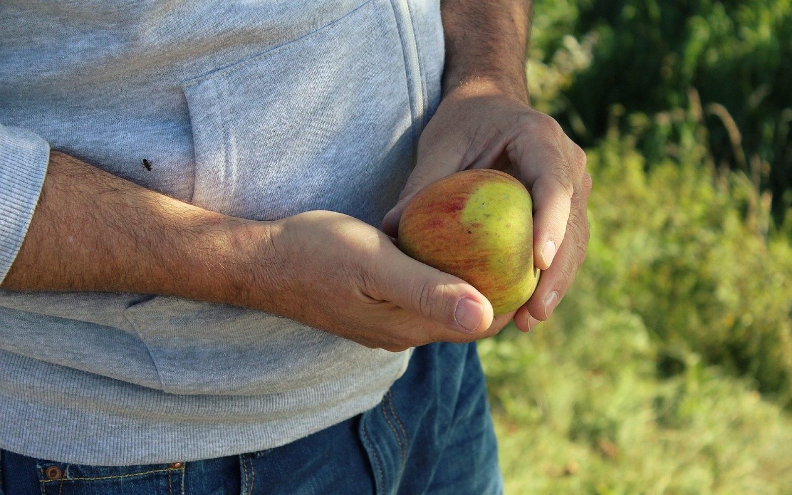 čas jesenske žetve, moški z jabolkom v roki
