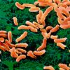 Bakterija Helicobacter pylori
