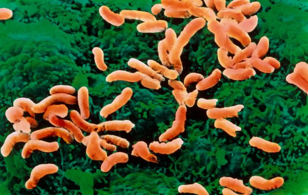 Bakterija Helicobacter pylori