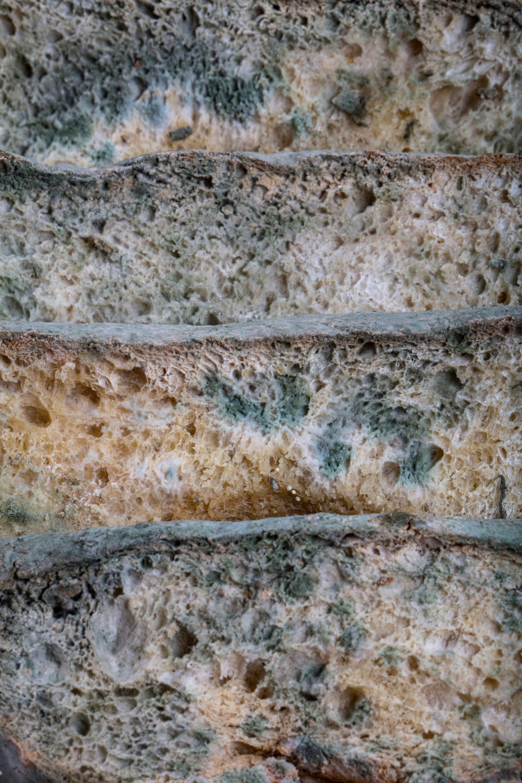 Makrofotografija zelene plesni na zastarelem kruhu. Površina plesnivega kruha. Pokvarjen kruh s plesnijo. Plesniva gliva na pokvarjenem kruhu. Pogled od zgoraj.