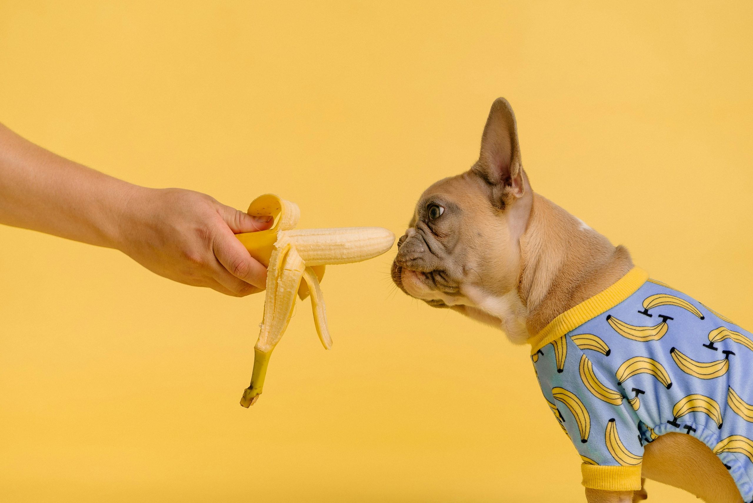 človek ponuja banano psu v pižami