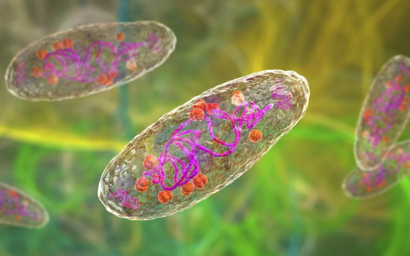 Ilustracija bakterije Yersinia pestis, ki povzroča kugo