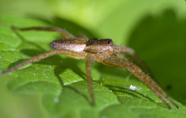 V Italiji po ugrizu pajka umrl moški, tako se lahko pred to vrsto zaščitite
