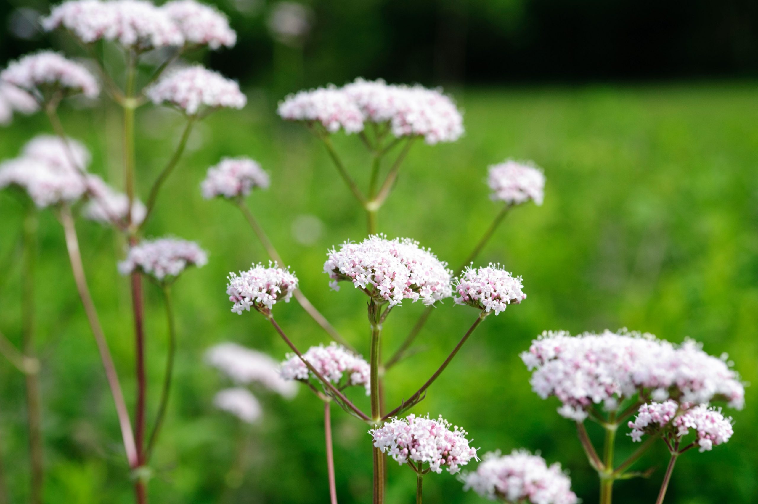 Baldrijan, zdravilna špajka, valerian valeriana officinalis