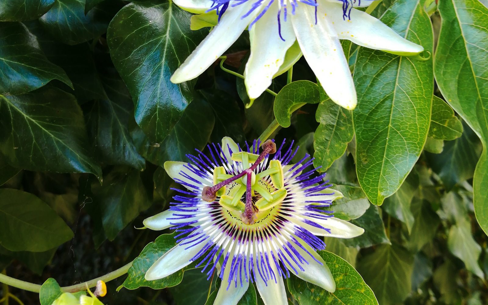 pasijonka, Passiflora incarnata