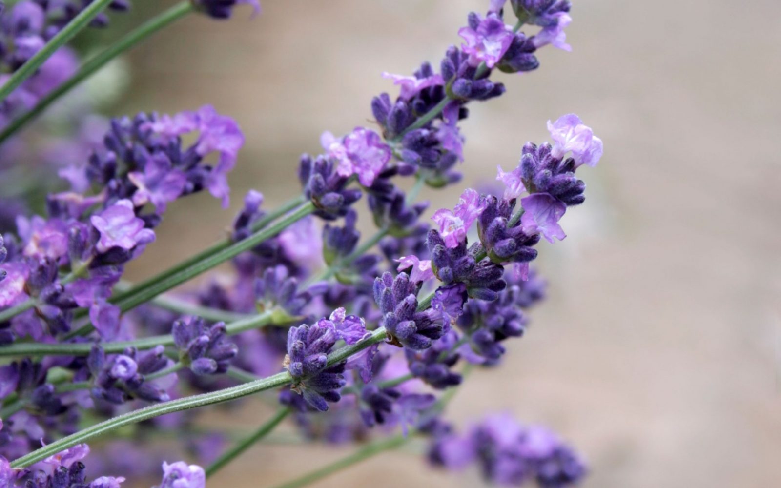 Sivka, Lavender, Lavandula angustifolia