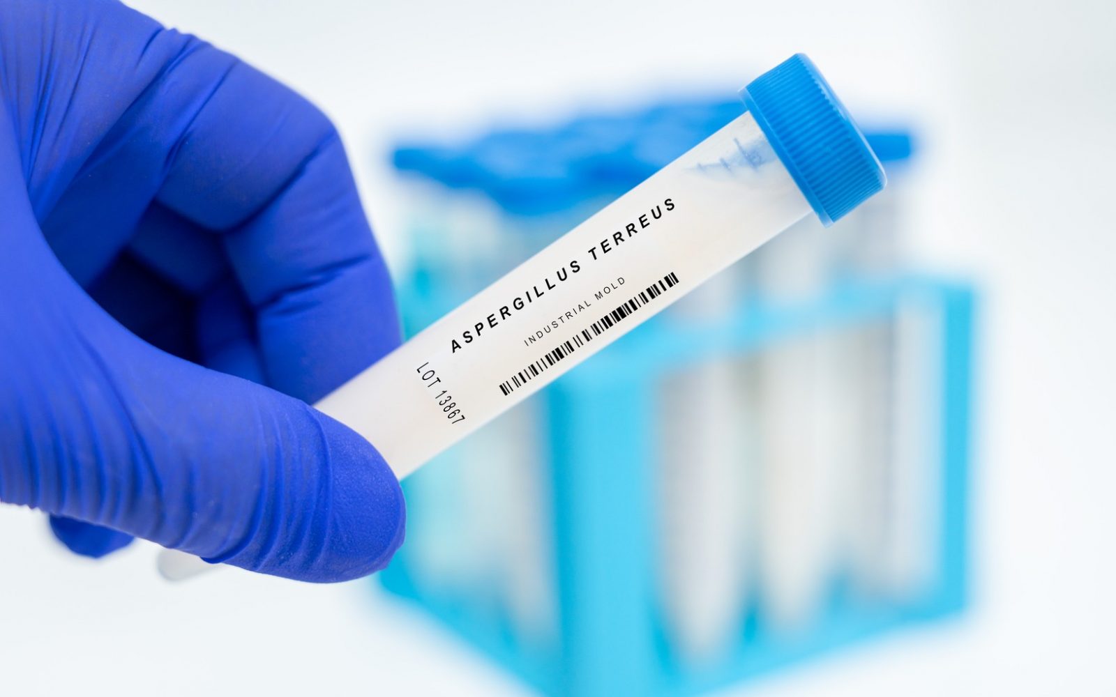 Nevarna gliva, ki jo vdihavamo vsak dan, zdaj ogroža milijone Evropejcev