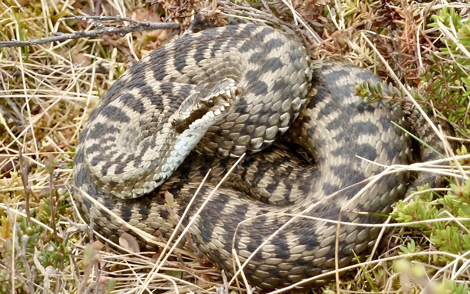 kača (modras) v posušeni travi