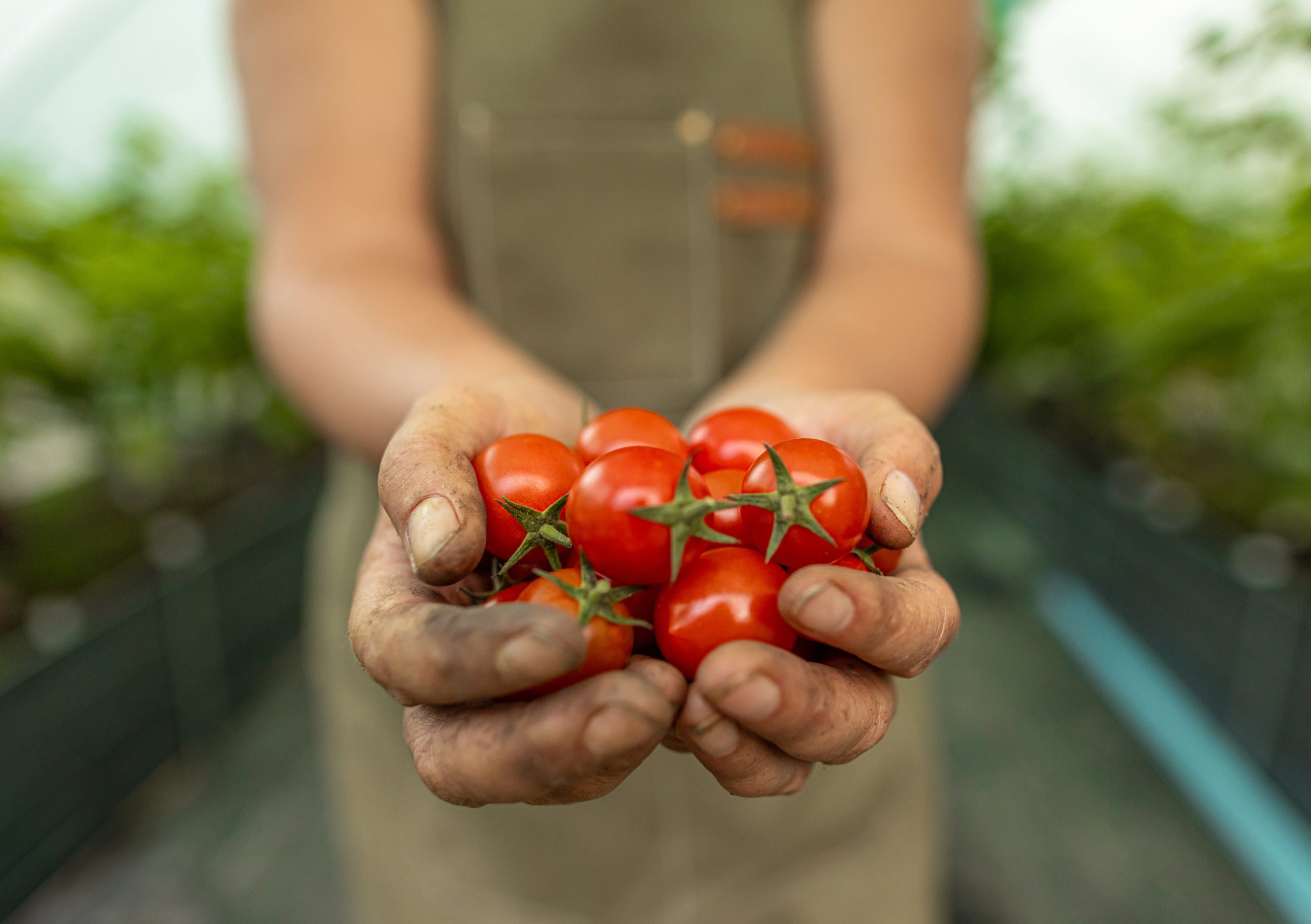 Kmet drži v rokah pest sveže nabranih, lokalnih, ekološko pridelanih češnjevih paradižnikov.