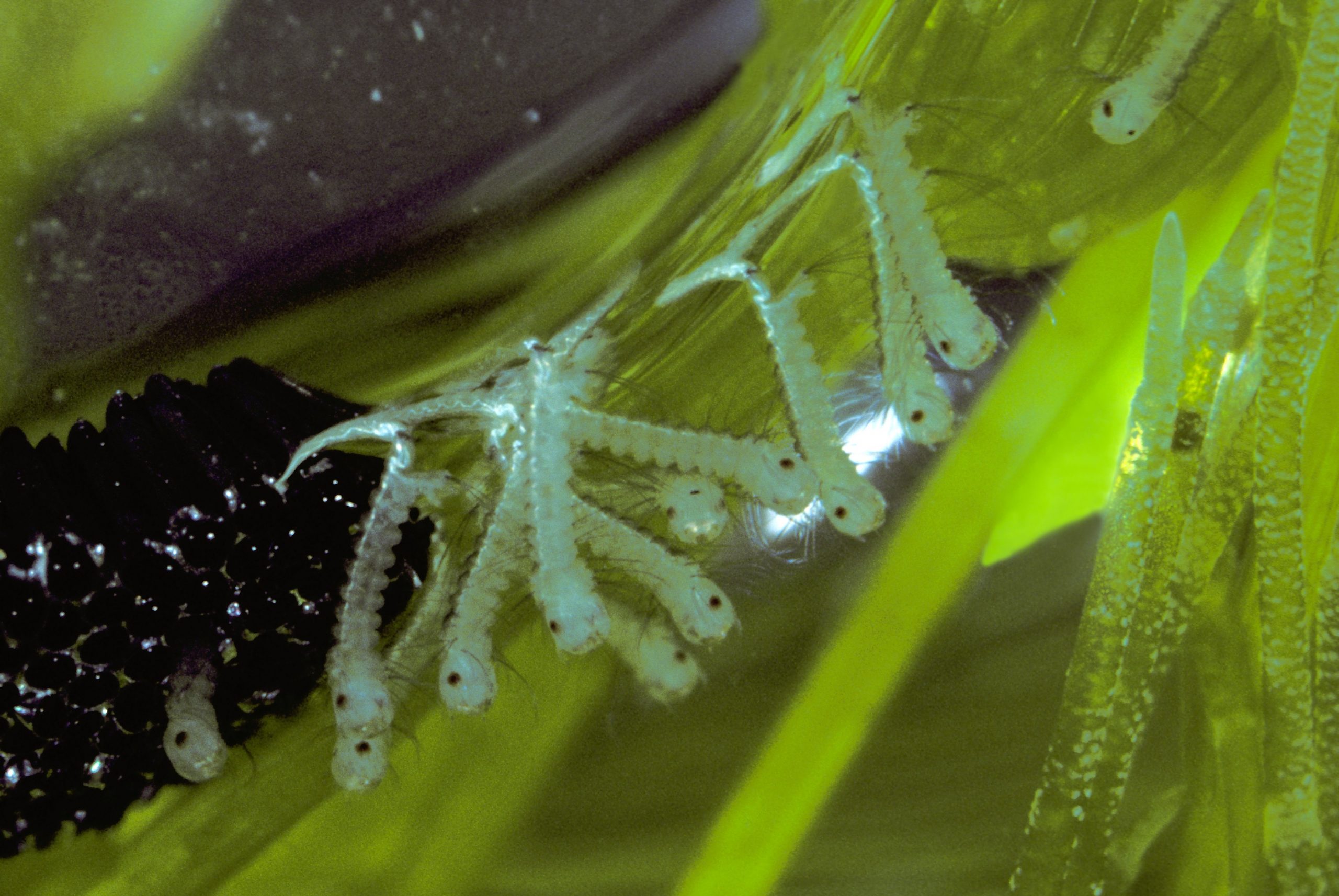 Jajčeca in novorojene ličinke komarja v stoječi vodi.