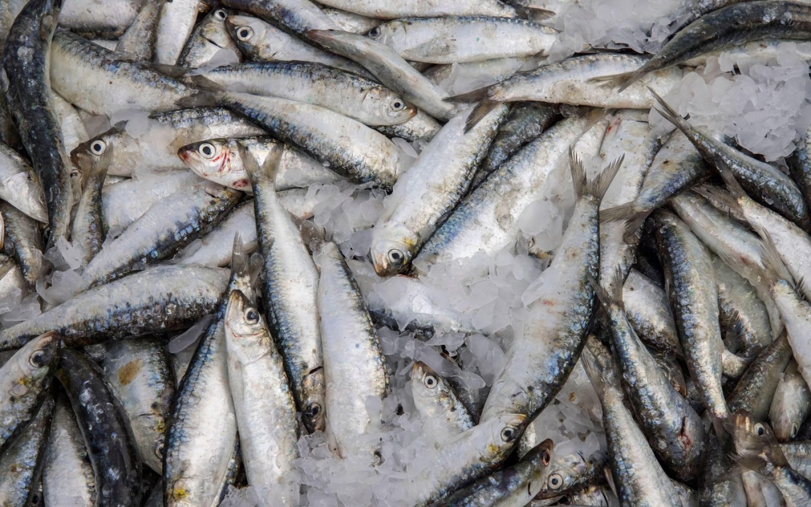 Sveže sardine na prodajni stojnici – kako prepoznati pokvarjene ribe