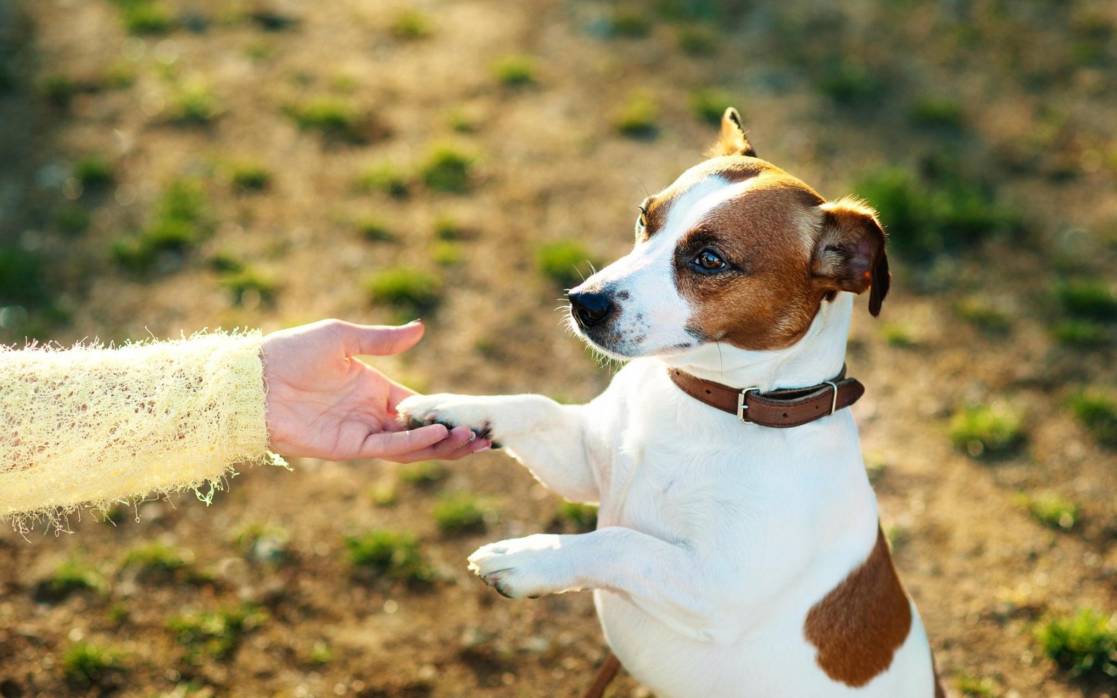 Pes daje tačko človeku