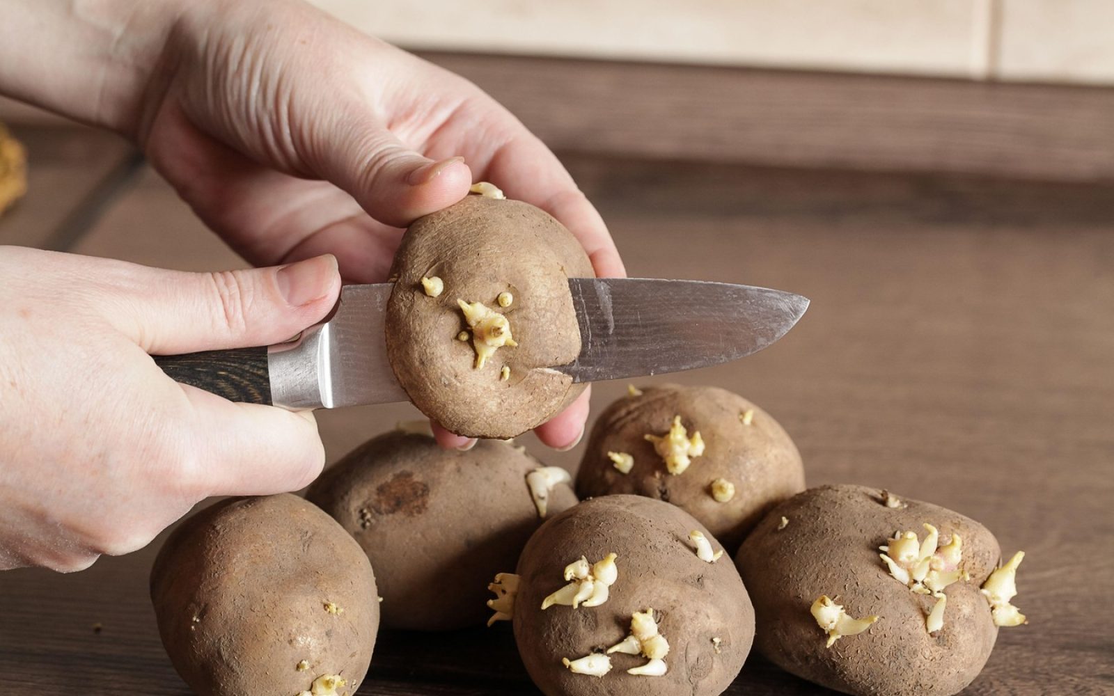 Oseba z nožem odstranjuje kalčke iz krompirja – primer kaljenega krompirja, ki lahko vsebuje solanin in čakonin.