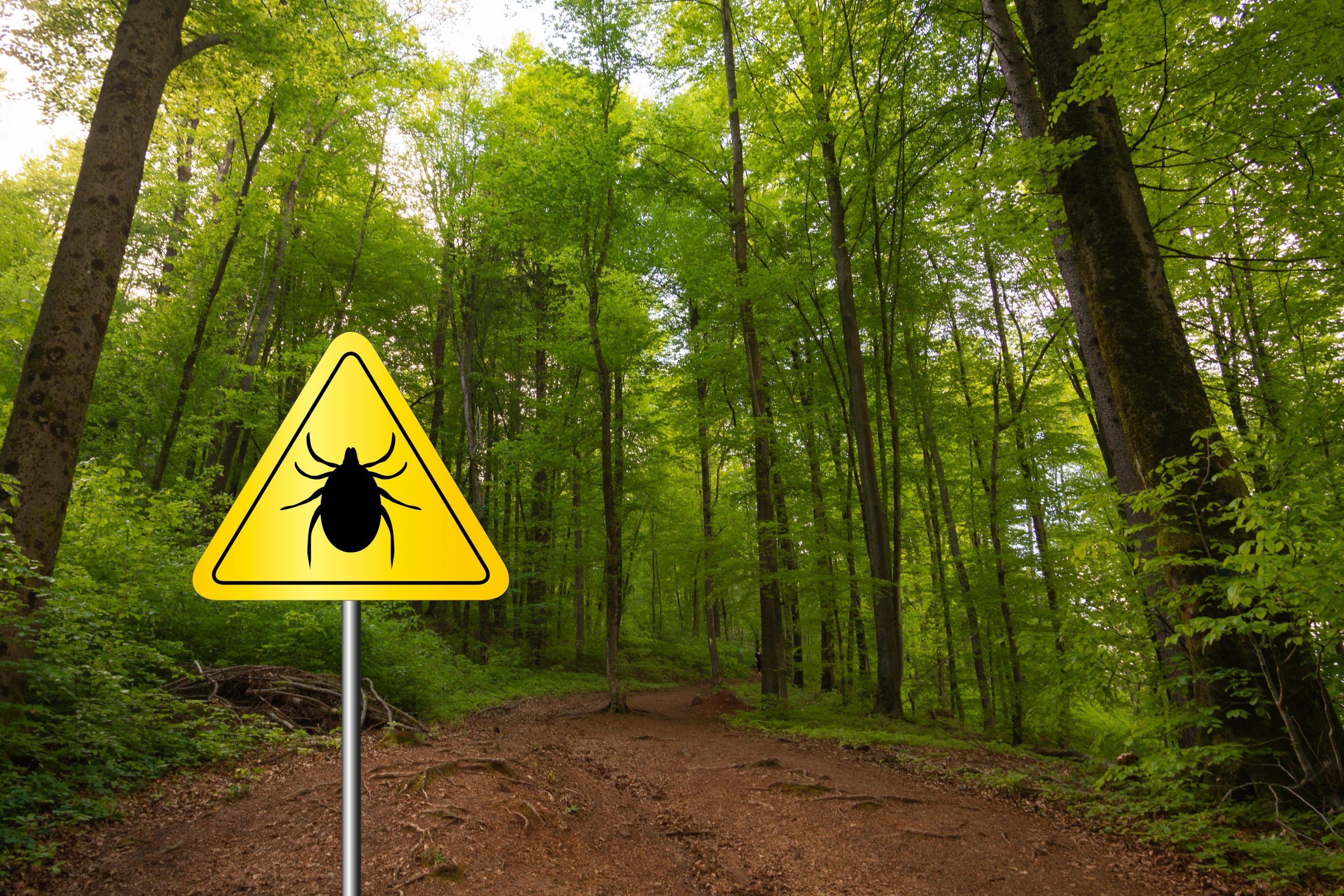 Gozd in tabla, ki opozarja na klope