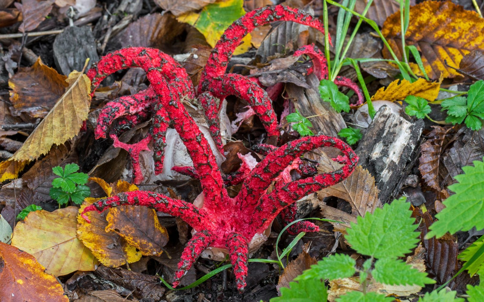 Gliva veliki lovkar, lovkasta mrežnica, Clathrus archeri, zgleda kot hobotnica