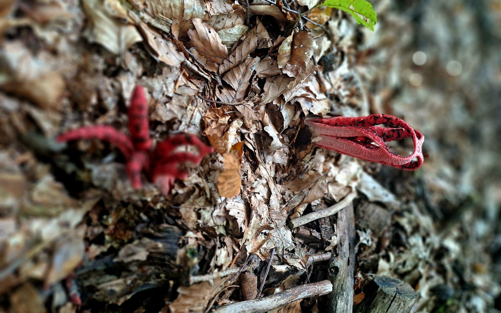 Gliva veliki lovkar, lovkasta mrežnica, Clathrus archeri zgleda kot hobotnica