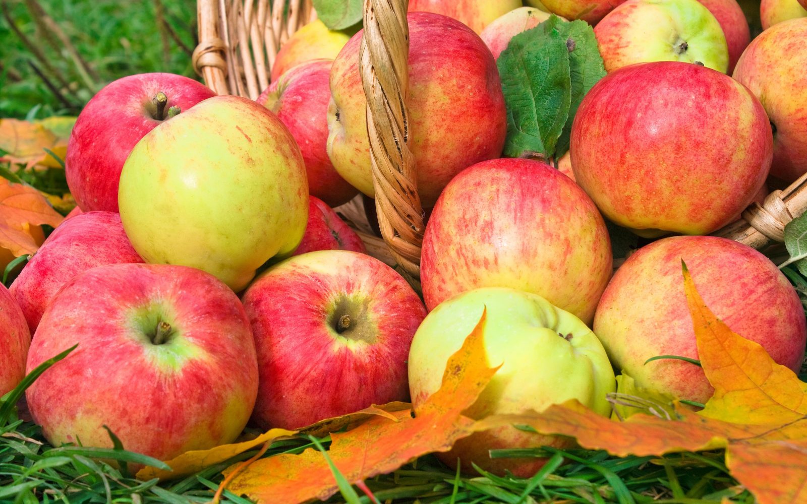Sveža lokalno pridelana jabolka v košari na travi - popolna jesenska sestavina za sladice, sokove in zdrave recepte.