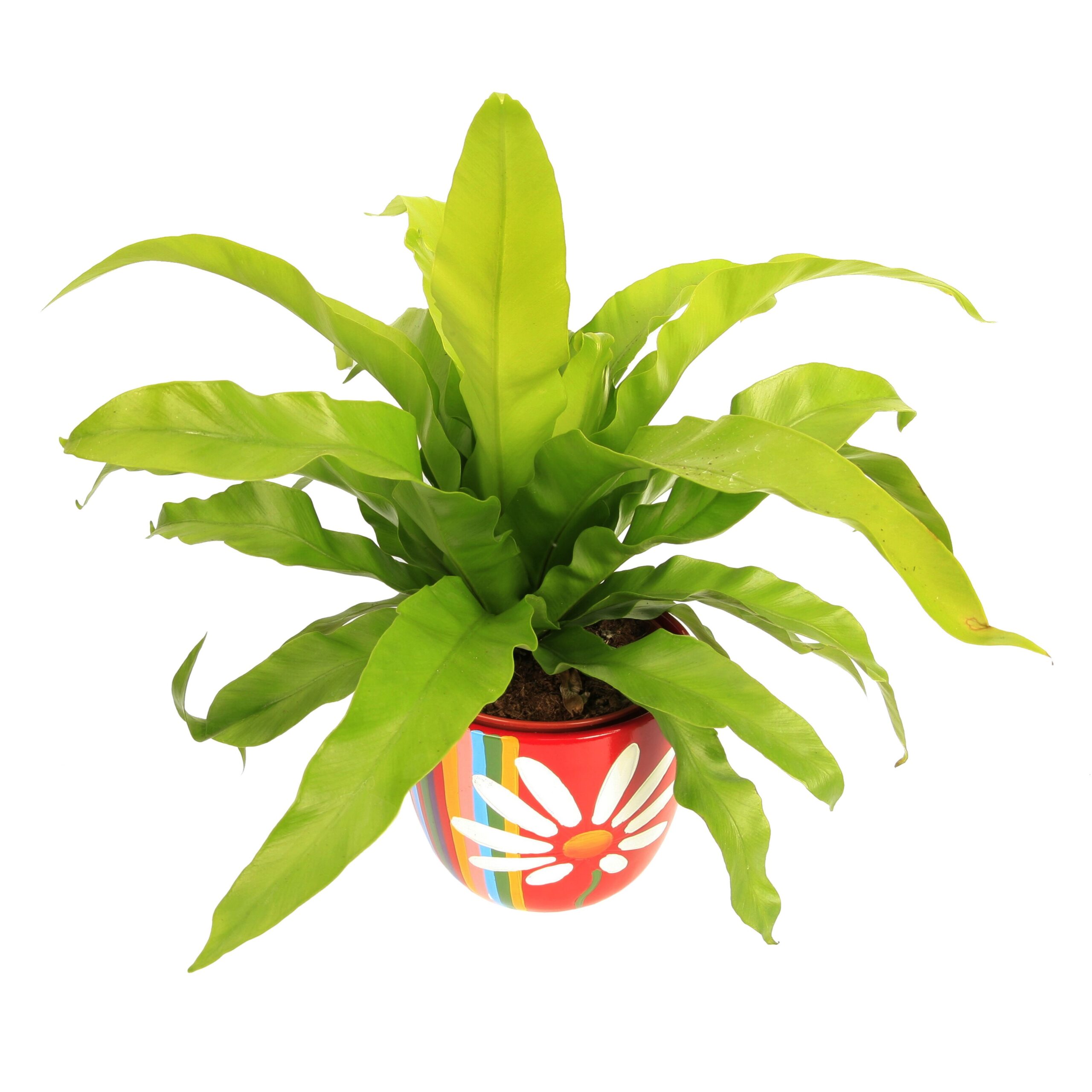 Gnezdnati sršaj, Asplenium nidus, sobna rastlina