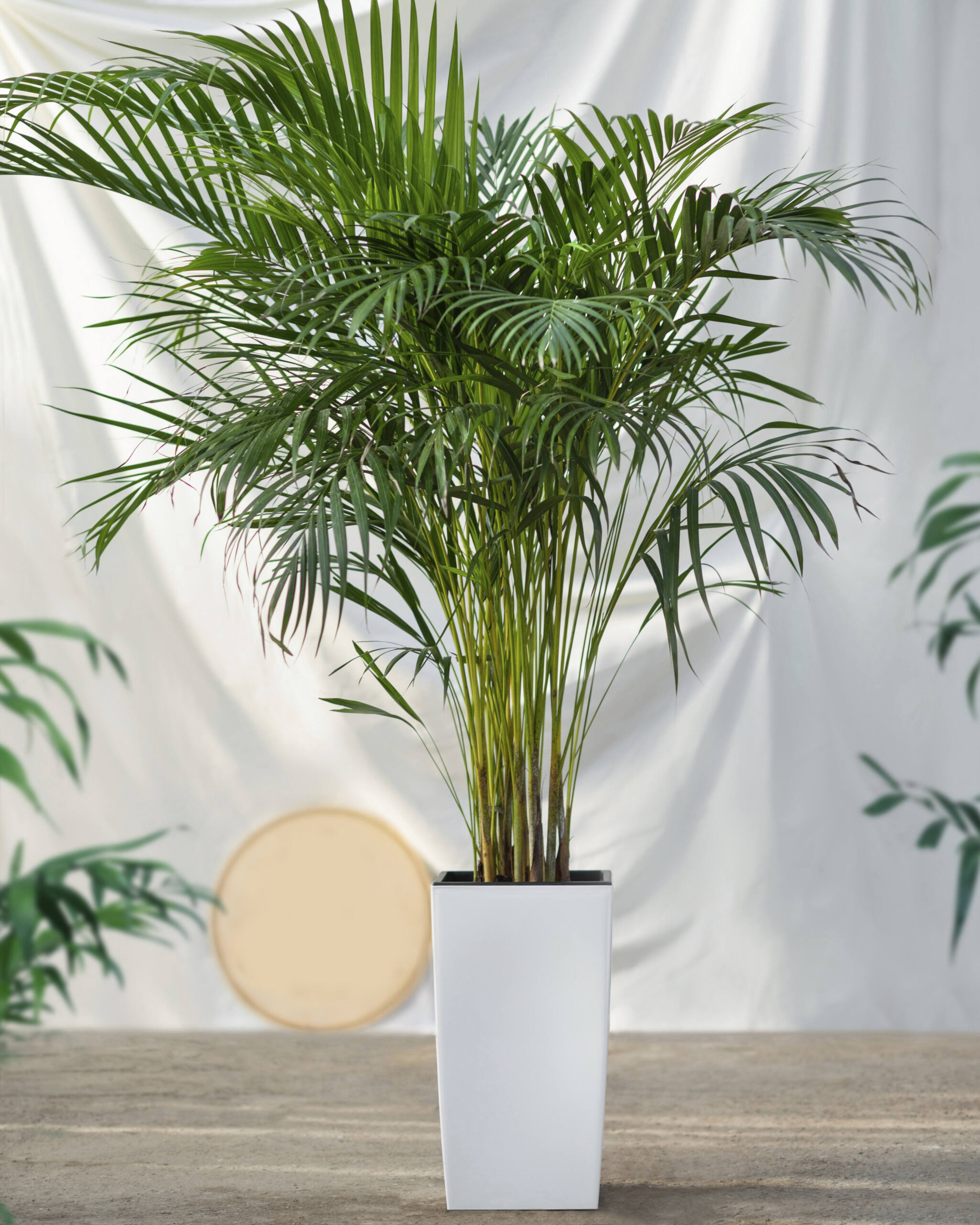 Palma Areka, Dypsis lutescens, sobna rastlina