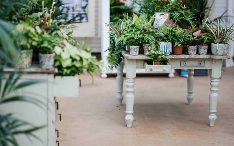 Lepa soba z veliko sobnimi rastlinami