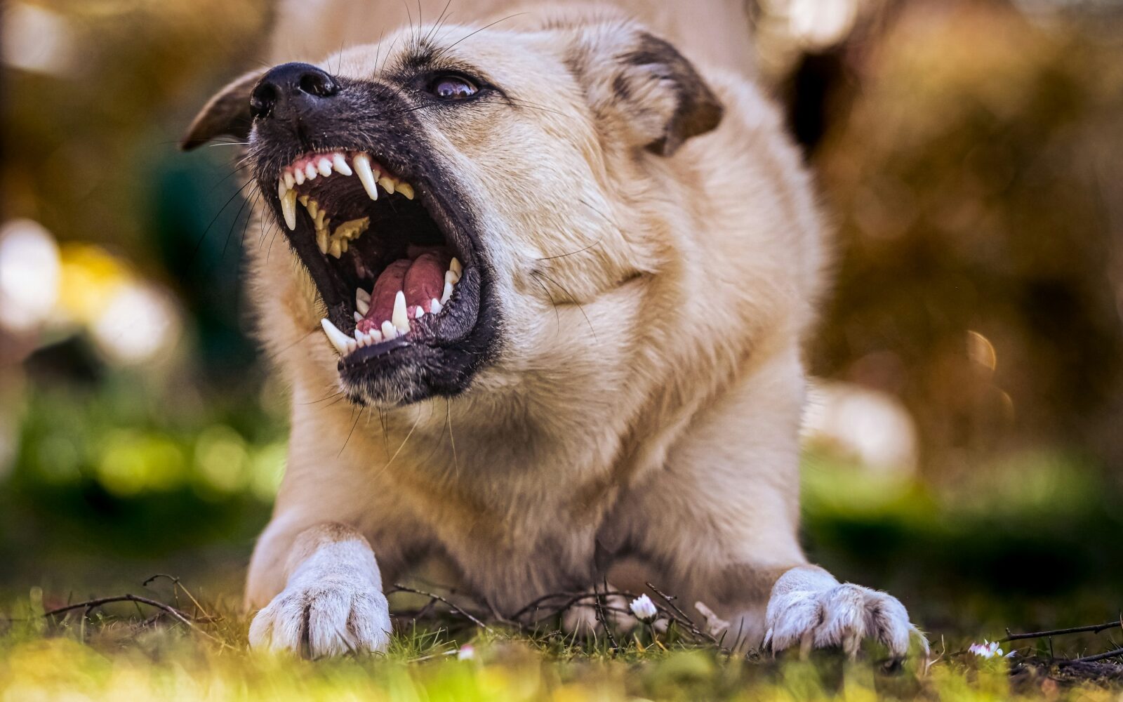 Večji pes kaže zobe - ali se igra ali je pa agresiven