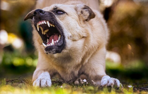Večji pes kaže zobe - ali se igra ali je pa agresiven