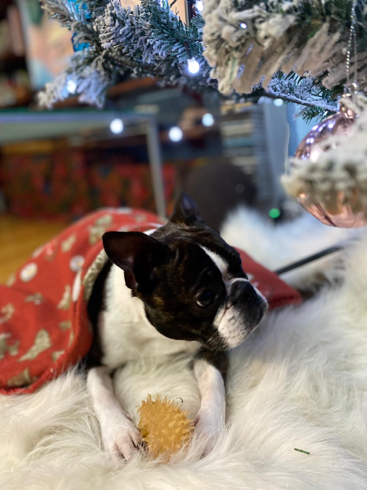 Kužek pod novoletno jelko