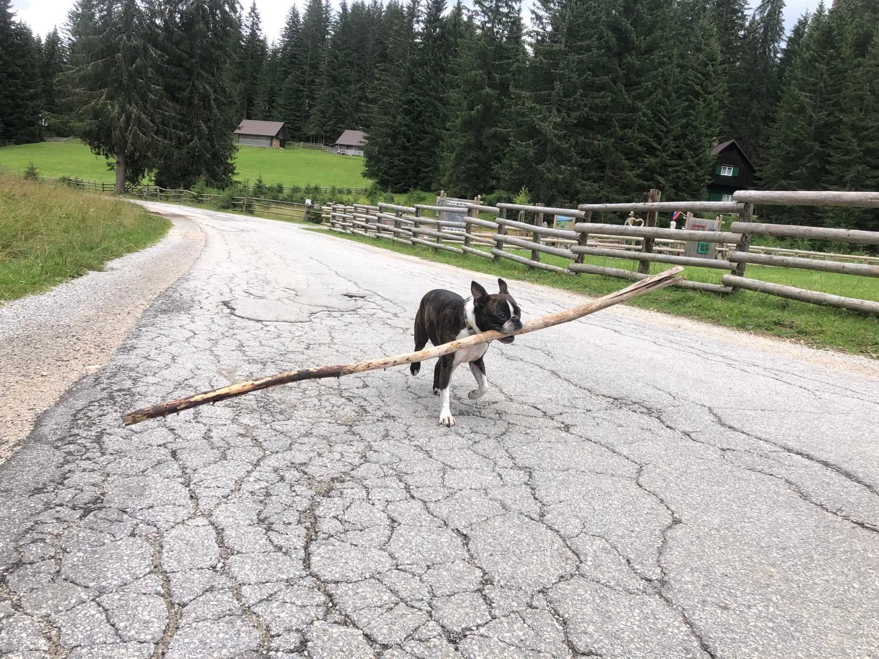 Kužika nosi veliko palico