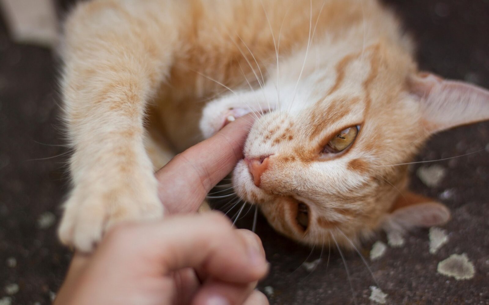 Mačji ugriz je lahko posledica igre – a tudi majhna rana ni vedno nedolžna.